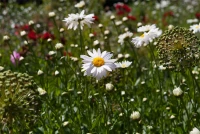 Gefülltblühende Scheinkamille „Plenum“ 18 Gefülltblühende Scheinkamille „Plenum“ – Bild 16