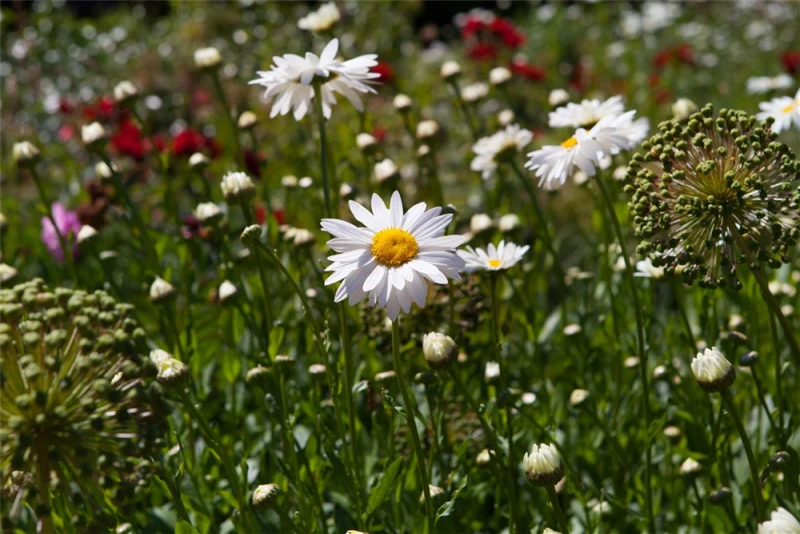 Gefülltblühende Scheinkamille „Plenum“ 9 Gefülltblühende Scheinkamille „Plenum“ – Bild 7