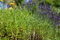 Berg-Bohnenkraut 12 Berg-Bohnenkraut – Bild 10