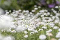 Gefülltblühende Scheinkamille „Plenum“ 17 Gefülltblühende Scheinkamille „Plenum“ – Bild 15