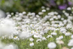 Gefülltblühende Scheinkamille „Plenum“ 25 Gefülltblühende Scheinkamille „Plenum“ -Blumen Risse Verkaufsladen GS410608 800x800
