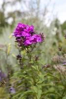 Hohe Garten-Flammenblume „Starfire“ 8 Hohe Garten-Flammenblume „Starfire“ – Bild 6