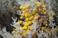 Graues Heiligenkraut 19 Graues Heiligenkraut – Bild 17