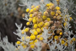 Graues Heiligenkraut 27 Graues Heiligenkraut -Blumen Risse Verkaufsladen GS410928 800x800