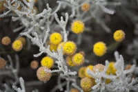 Graues Heiligenkraut 20 Graues Heiligenkraut – Bild 18