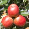 Apfel „Gerlinde®“