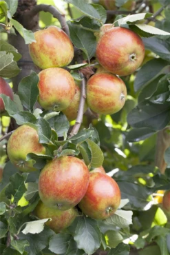 Herbstapfel „Holsteiner Cox“ -Blumen Risse Verkaufsladen GS411286 800x800