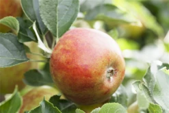 Herbstapfel „Holsteiner Cox“ -Blumen Risse Verkaufsladen GS411288 800x800