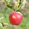 Apfel „Alkmene“ -Blumen Risse Verkaufsladen GS411370 800x800
