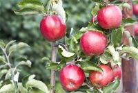 Apfel „Jonagold“ 19 Apfel „Jonagold“ – Bild 17