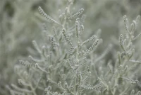 Graues Heiligenkraut 17 Graues Heiligenkraut – Bild 15