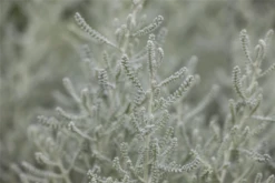 Graues Heiligenkraut 25 Graues Heiligenkraut -Blumen Risse Verkaufsladen GS412140 800x800