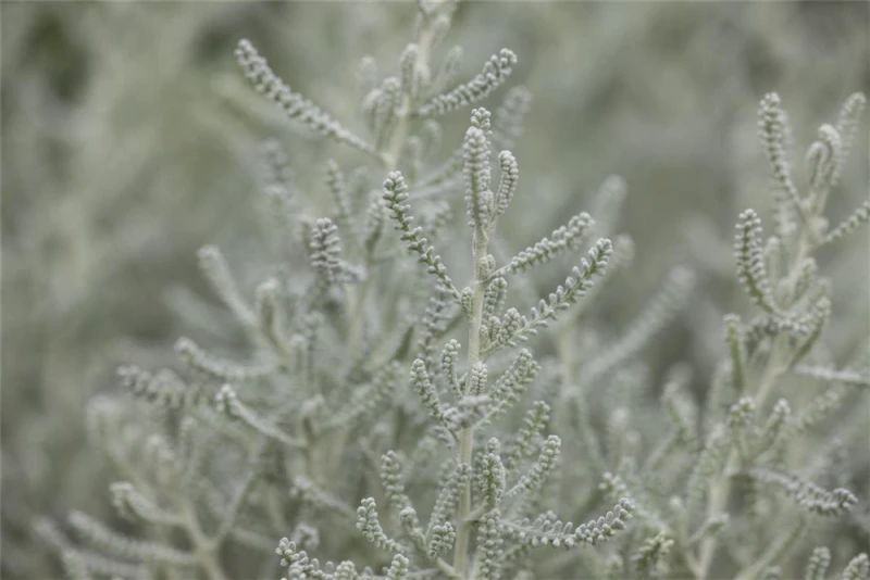 Graues Heiligenkraut 6 Graues Heiligenkraut – Bild 4