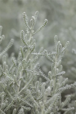 Graues Heiligenkraut 32 Graues Heiligenkraut -Blumen Risse Verkaufsladen GS412141 800x800