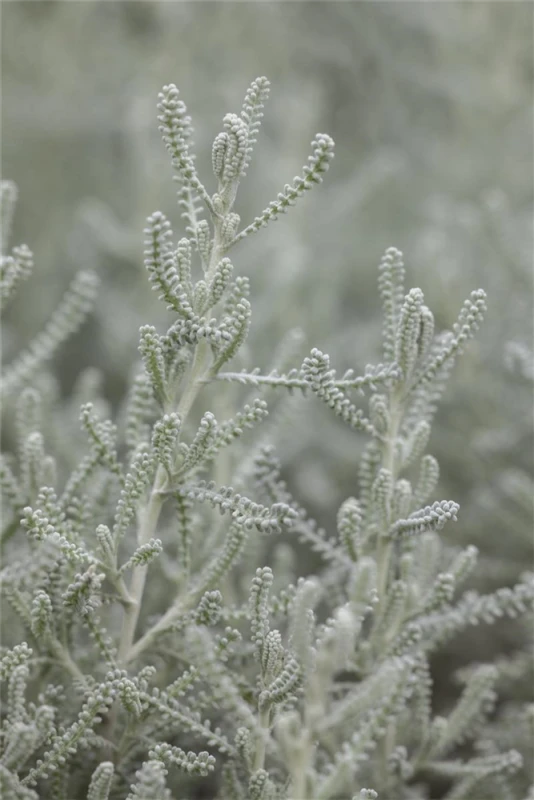 Graues Heiligenkraut 13 Graues Heiligenkraut – Bild 11