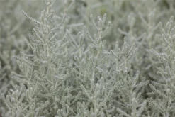 Graues Heiligenkraut 31 Graues Heiligenkraut -Blumen Risse Verkaufsladen GS412142 800x800