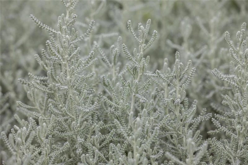 Graues Heiligenkraut 12 Graues Heiligenkraut – Bild 10