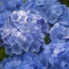 Bauernhortensie, Blau -Blumen Risse Verkaufsladen GS412720 800x800