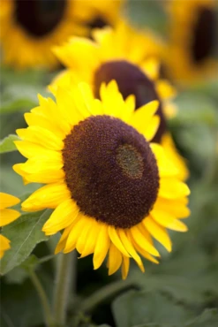 SPERLI Sonnenblumensamen „Big Smile“ 12 SPERLI Sonnenblumensamen „Big Smile“ -Blumen Risse Verkaufsladen GS418060 800x800