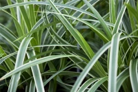 Weißrandrige Teppich-Segge „Icedance“ 10 Weißrandrige Teppich-Segge „Icedance“ – Bild 8