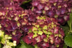 Bauernhortensie, Rot -Blumen Risse Verkaufsladen GS425041 800x800