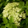 Rispenhortensie „Little Lime®“ 2 Rispenhortensie „Little Lime®“ -Blumen Risse Verkaufsladen GS425065 800x800