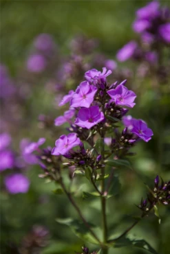 Hohe Garten-Flammenblume „Starfire“ 15 Hohe Garten-Flammenblume „Starfire“ -Blumen Risse Verkaufsladen GS425692 800x800