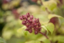 Japanische Weinbeere -Blumen Risse Verkaufsladen GS425745 800x800