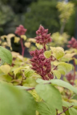 Japanische Weinbeere -Blumen Risse Verkaufsladen GS425746 800x800
