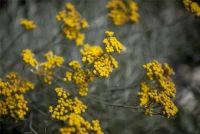 Graues Heiligenkraut 22 Graues Heiligenkraut – Bild 20