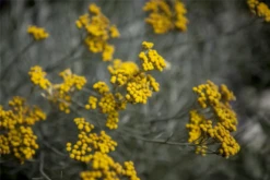 Graues Heiligenkraut 30 Graues Heiligenkraut -Blumen Risse Verkaufsladen GS425756 800x800