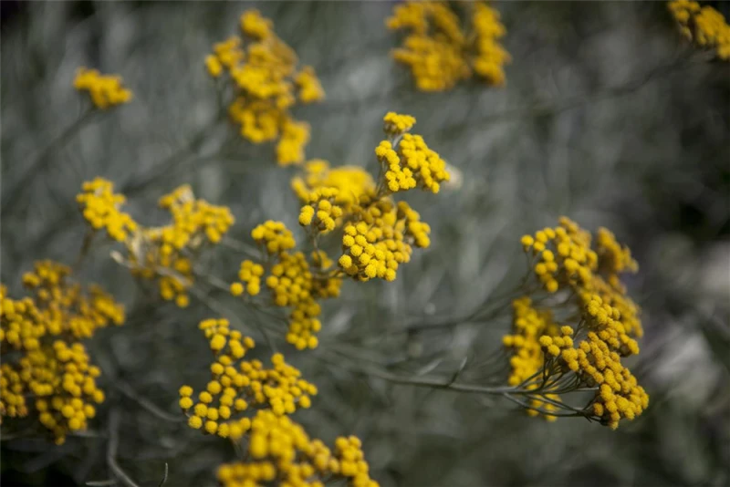 Graues Heiligenkraut 11 Graues Heiligenkraut – Bild 9