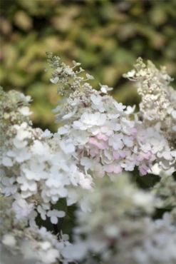 Rispenhortensie „Pinky Winky®“ -Blumen Risse Verkaufsladen GS426044 800x800 1