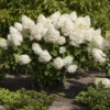 Rispenhortensie „Silver Dollar“ -Blumen Risse Verkaufsladen GS426047 800x800