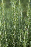 Garten-Rosmarin „Arp“ 8 Garten-Rosmarin „Arp“ – Bild 7