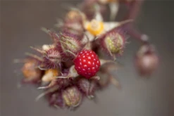 Japanische Weinbeere -Blumen Risse Verkaufsladen GS426101 800x800