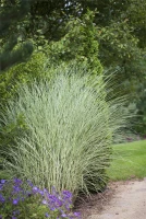 Garten-Chinaschilf „Morning Light“ 15 Garten-Chinaschilf „Morning Light“ – Bild 13