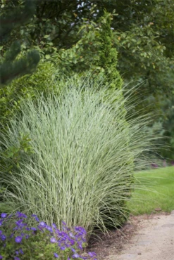 Garten-Chinaschilf „Morning Light“ 24 Garten-Chinaschilf „Morning Light“ -Blumen Risse Verkaufsladen GS426199 800x800