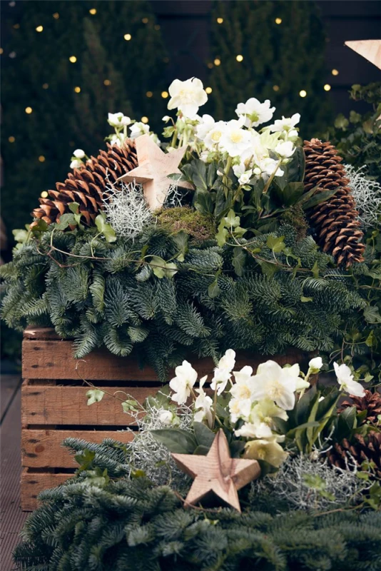 Christrose 9 Christrose – Bild 7