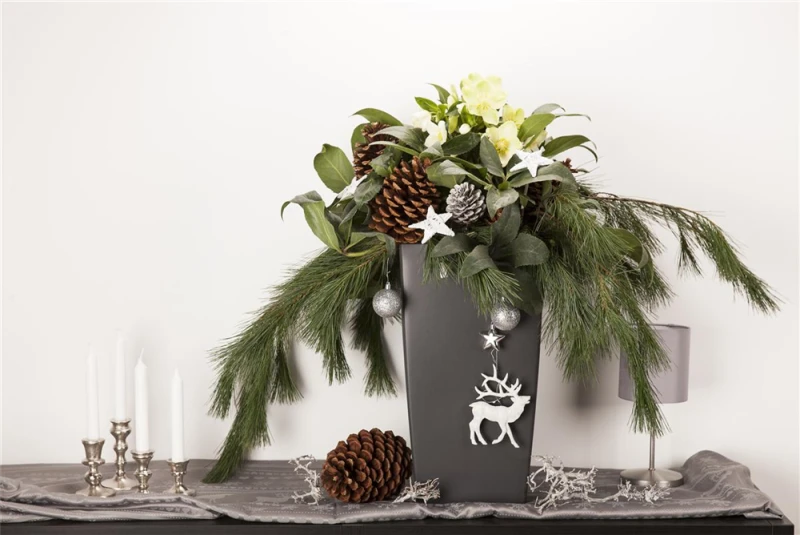 Christrose 8 Christrose – Bild 6