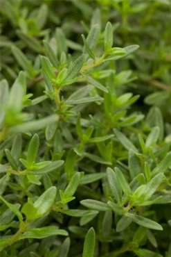 Berg-Bohnenkraut 20 Berg-Bohnenkraut -Blumen Risse Verkaufsladen GS426702 800x800