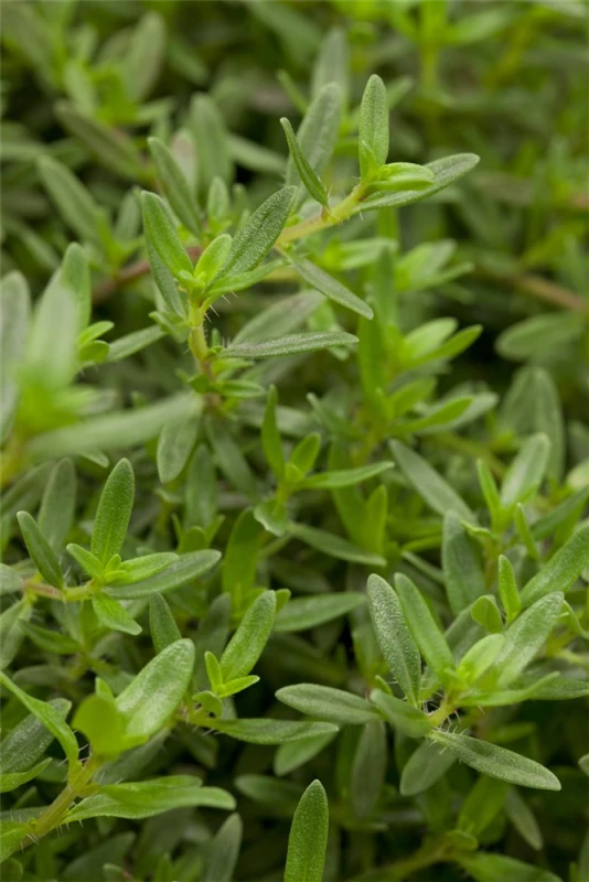 Berg-Bohnenkraut 5 Berg-Bohnenkraut – Bild 3