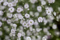 Gefülltblühendes Schleierkraut „Festival Pink“ -R-