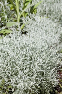 Graues Heiligenkraut 26 Graues Heiligenkraut -Blumen Risse Verkaufsladen GS428321 800x800