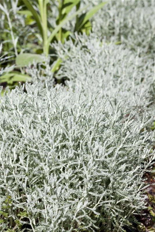 Graues Heiligenkraut 7 Graues Heiligenkraut – Bild 5