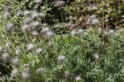 Gewöhnliche Kuhschelle 25 Gewöhnliche Kuhschelle -Blumen Risse Verkaufsladen GS428360 800x800