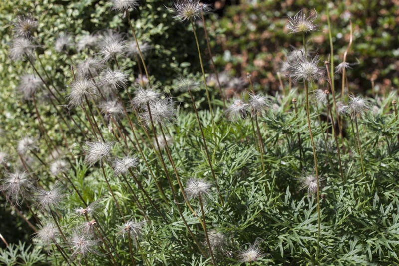 Gewöhnliche Kuhschelle 8 Gewöhnliche Kuhschelle – Bild 6