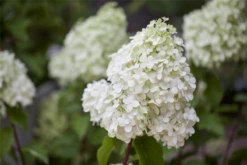 Rispenhortensie „Polar Bear“