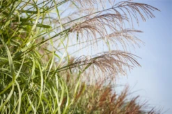 Garten-Chinaschilf „Zwergelefant“ 25 Garten-Chinaschilf „Zwergelefant“ -Blumen Risse Verkaufsladen GS428527 800x800