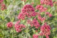 Rotblühende Spornblume „Coccineus“ 8 Rotblühende Spornblume „Coccineus“ – Bild 6